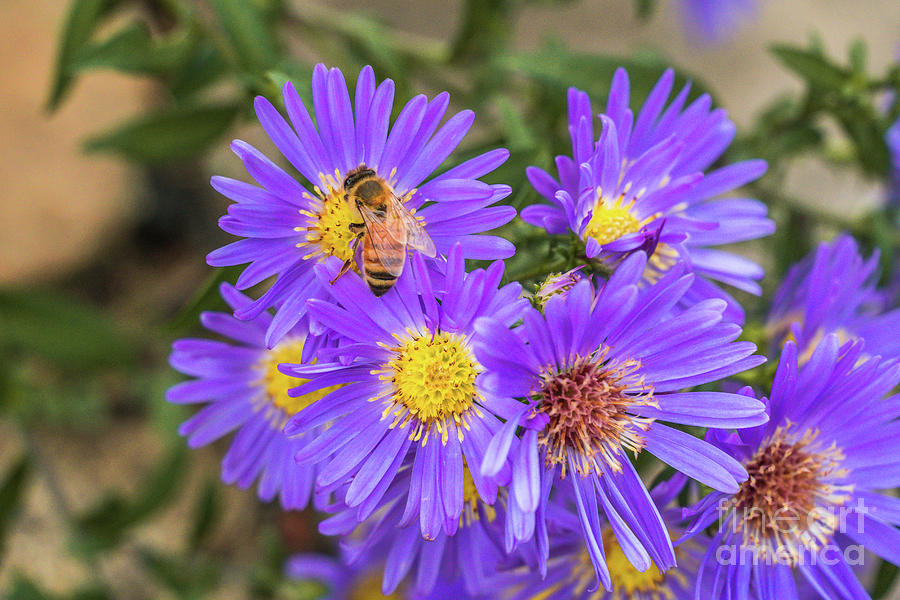 Hard working bee and purple asters Photograph by Claudia M Photography