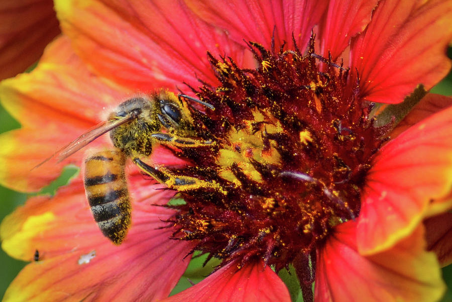 Hard Working Bee Photograph by Debra Martz
