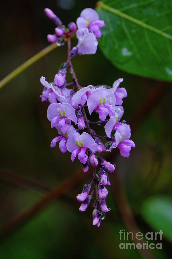 Flower Photograph - Hardenbergia Violacea In Pink by Neil Maclachlan