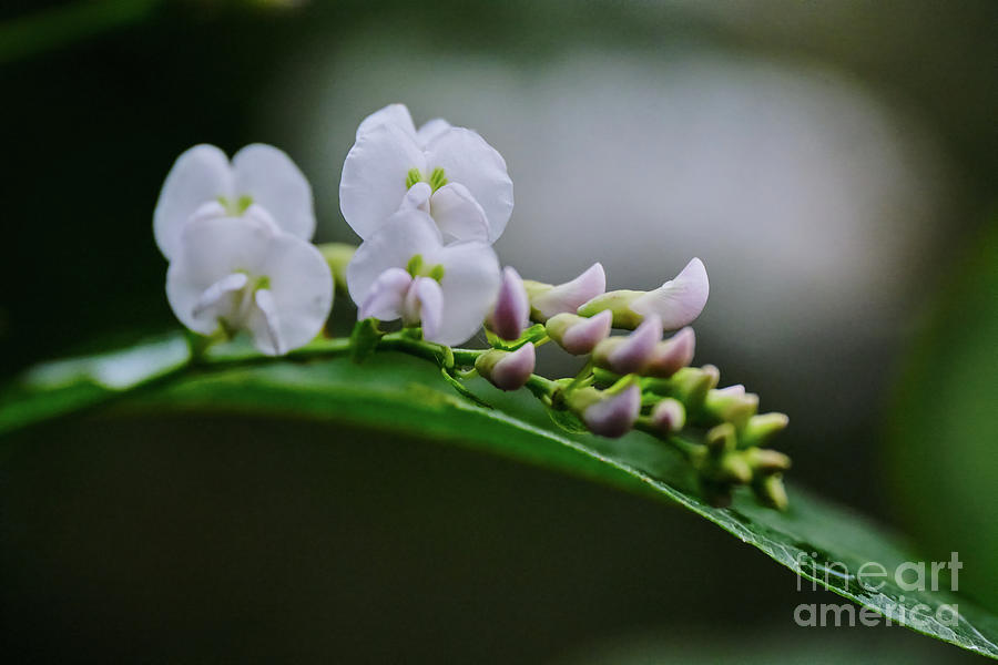 Flower Photograph - Hardenbergia Violacea In White by Neil Maclachlan