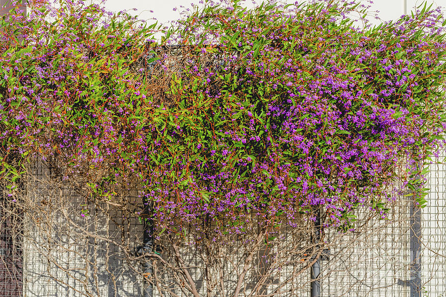 Spring Photograph - Hardenbergia violacea or  Happy Wanderer blossom by Hanna Tor