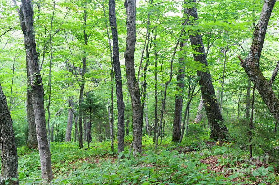 Hardwood Forest - Lafayette Brook Scenic Area, New Hampshire Photograph by Erin Paul Donovan