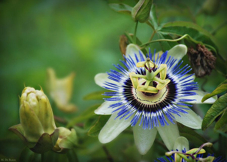 Flower Photograph - Hardy Blue Passion Flower by Marilyn DeBlock