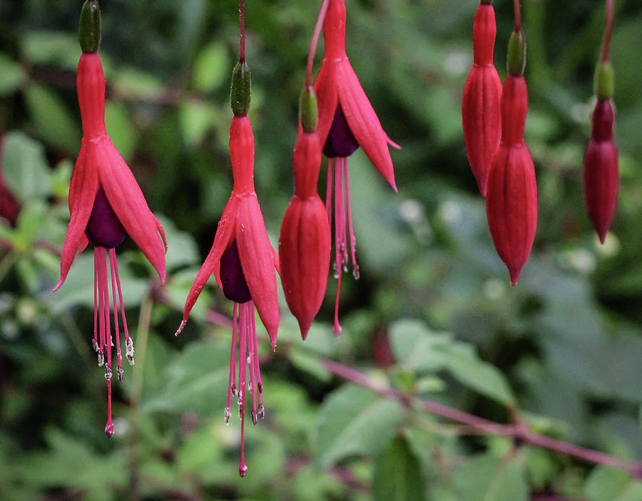 Hardy fuchsia with pendent flowers Photograph by Anamar Pictures