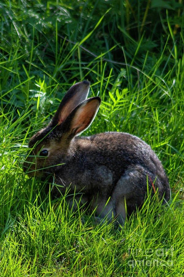Hare 01 Photograph