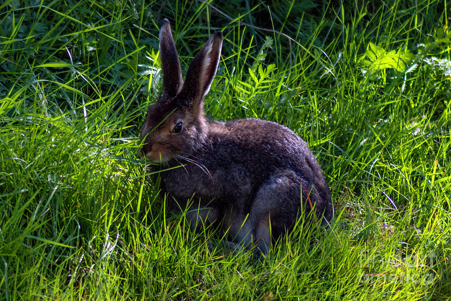 Hare 02 Photograph