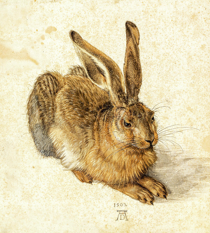 Hare by Albrecht Durer Painting by Albrecht Durer