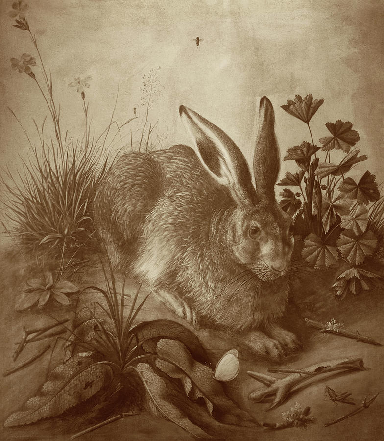 hare-c-1502-albrecht-durer.jpg