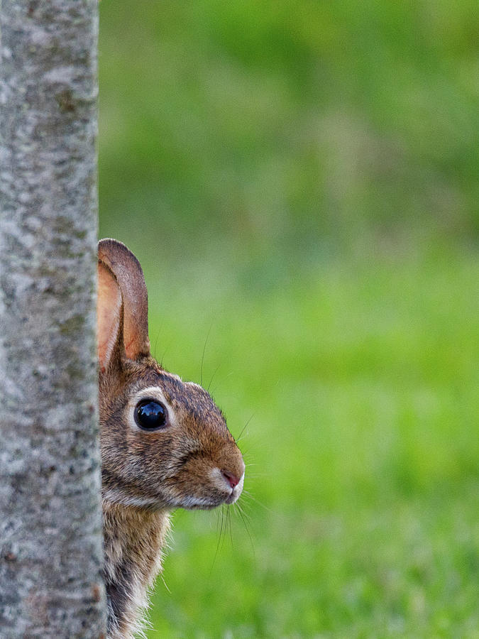 Hare Photograph by David Beechum