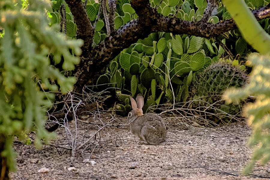 Hare Habitat H22 Photograph