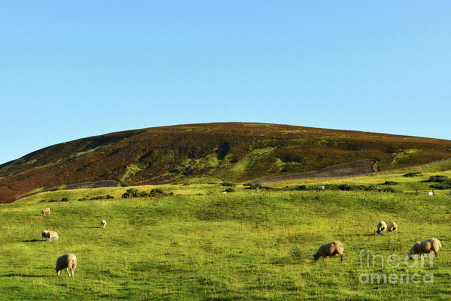 Hare Hill - Pentland Hills - Scotland Photograph by Yvonne Johnstone