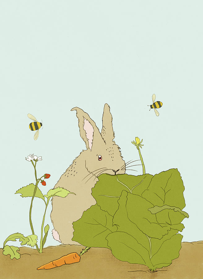 Hare In My Salad Drawing by Roberta Murray