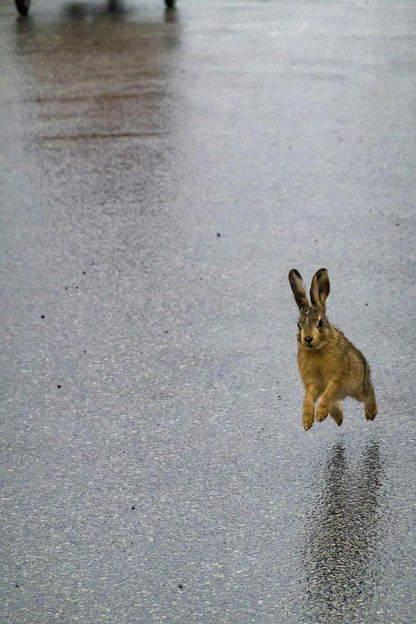 Hare jumping Photograph by Alexander Farnsworth