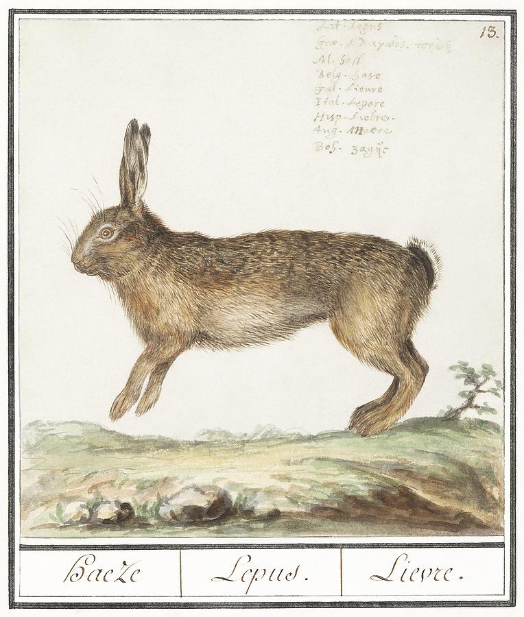 Easter Painting - Hare Lepus europaeus 1596-1610 by Anselmus Botius de Boodt by Les Classics