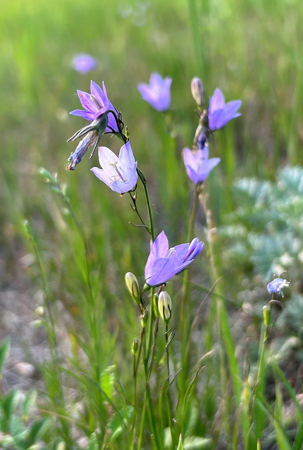 Harebell Catching the Evening Light Photograph by Alex Blondeau