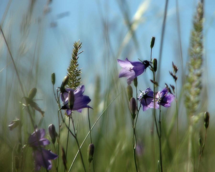 Harebell Chat Photograph by Amanda R Wright