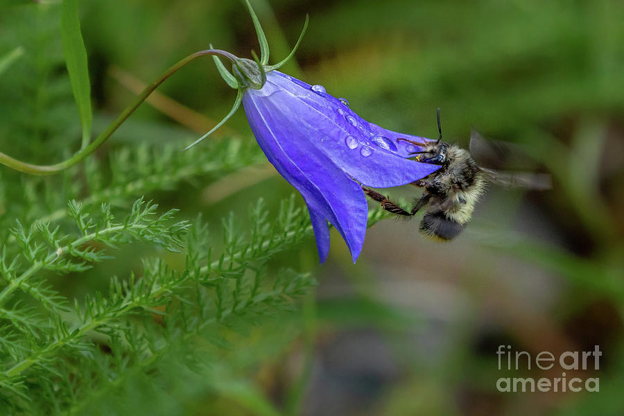 Harebell Flower and Bumble Bee Photograph by Nancy Gleason