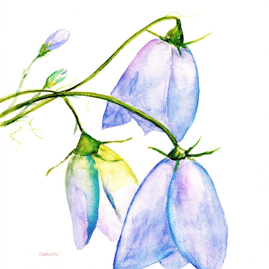 Harebell Flowers and Buds Painting by Carlin Blahnik CarlinArtWatercolor
