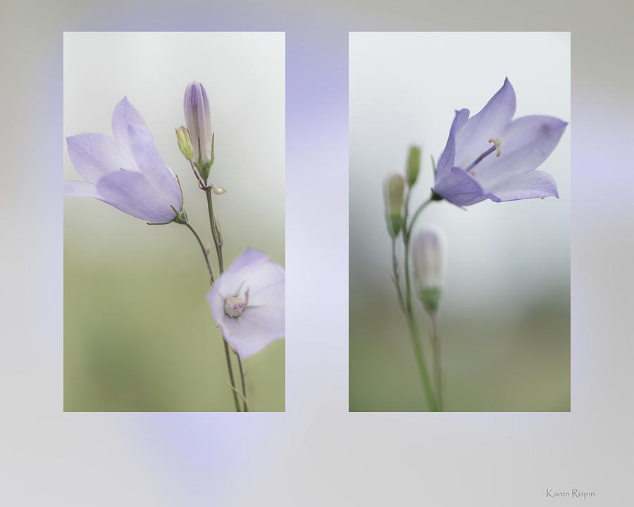 Spring Photograph - Harebell  by Phil And Karen Rispin