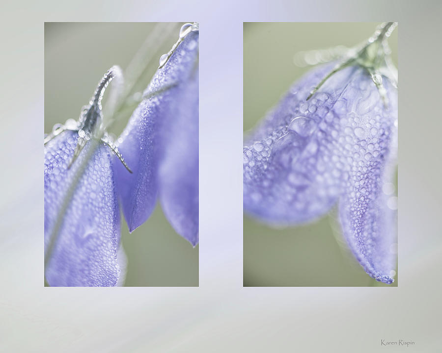 Flower Photograph - Harebell on a dewy morning by Phil And Karen Rispin