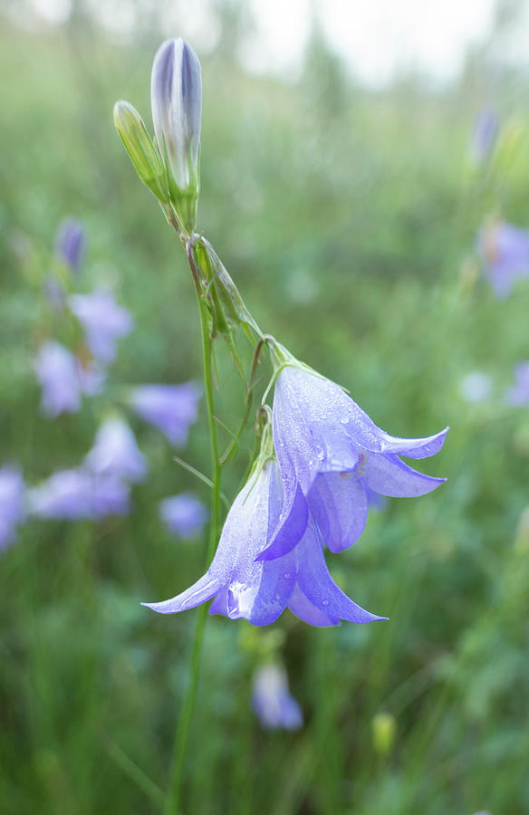 Harebell Photograph - Harebell Wildflowers by Phil And Karen Rispin