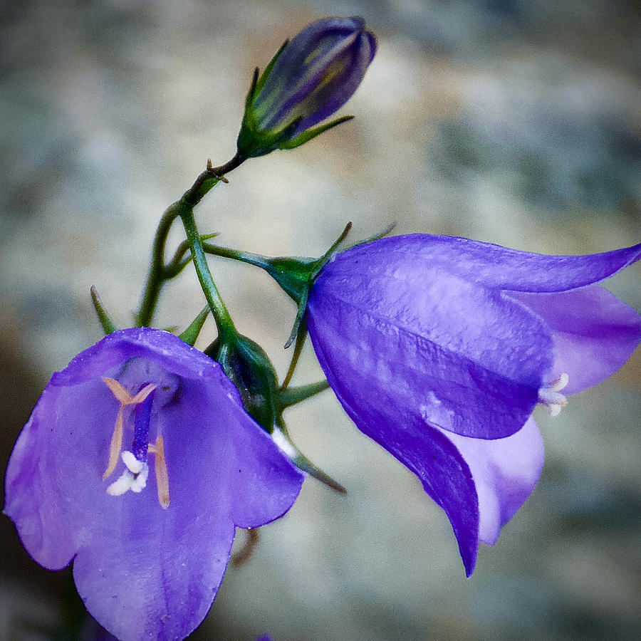 Harebells near Highline Trail in Glacier National Park-Montana Photograph by Ruth Hager