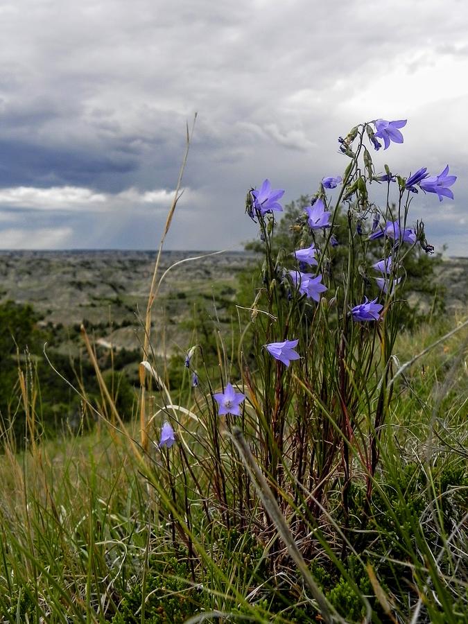 Harebells with a View Photograph by Amanda R Wright