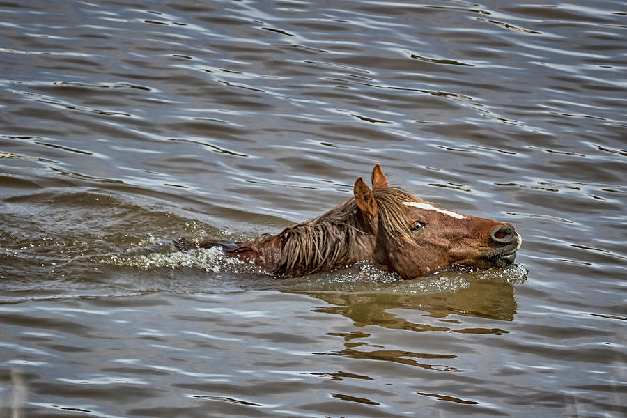 Harem Stallion Swimming Across The Waterhole Photograph