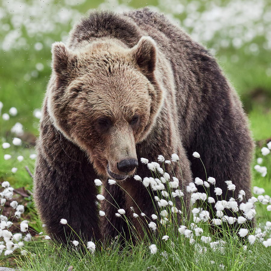 Hares-tail cottongrass and Brown bear 2 Photograph by Jouko Lehto