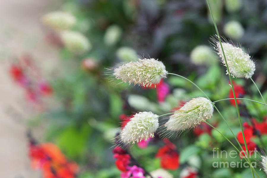 Hares Tail Grass in an English Garden Photograph by Tim Gainey