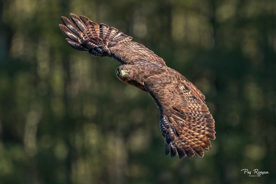 Harlan Hawk Photograph by Peg Runyan