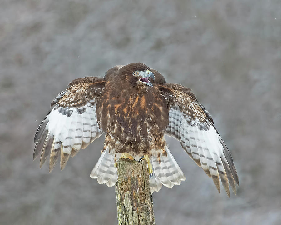 Harlans Hawk Photograph by CR Courson