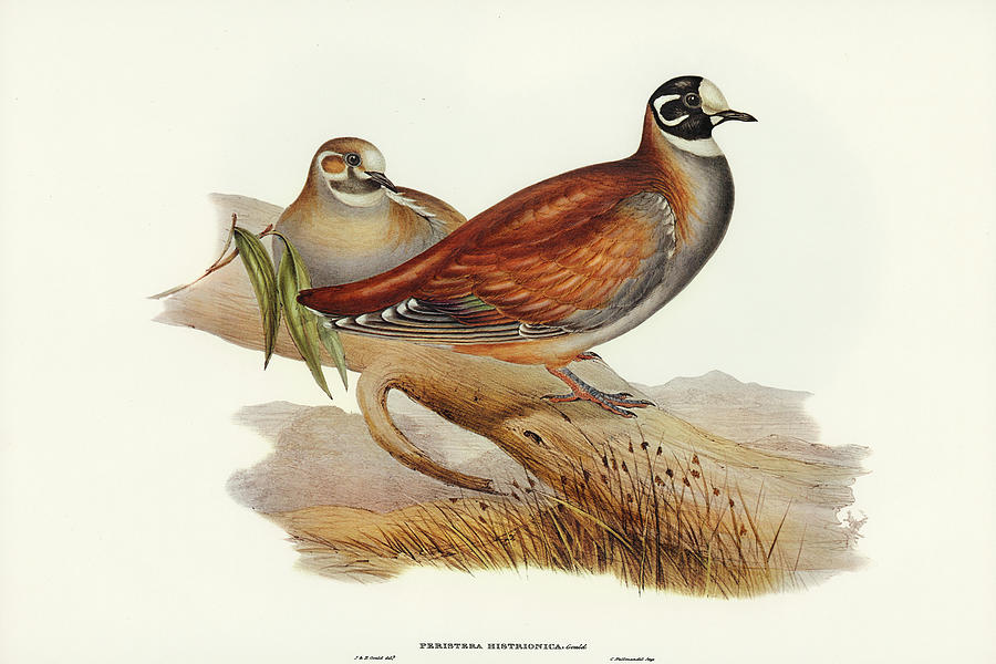 John Gould Drawing - Harlequin Bronze-wing, Peristera histrionica by John Gould