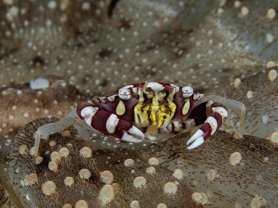 Harlequin Crab Photograph by Brian Weber