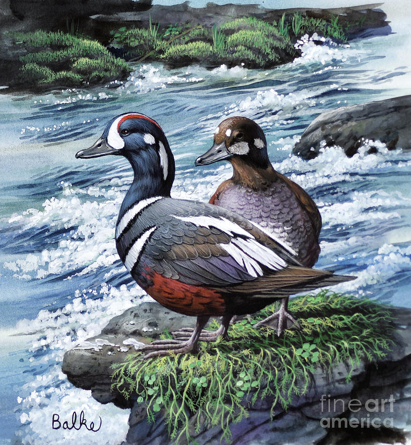 Harlequin Duck Painting by Don Balke