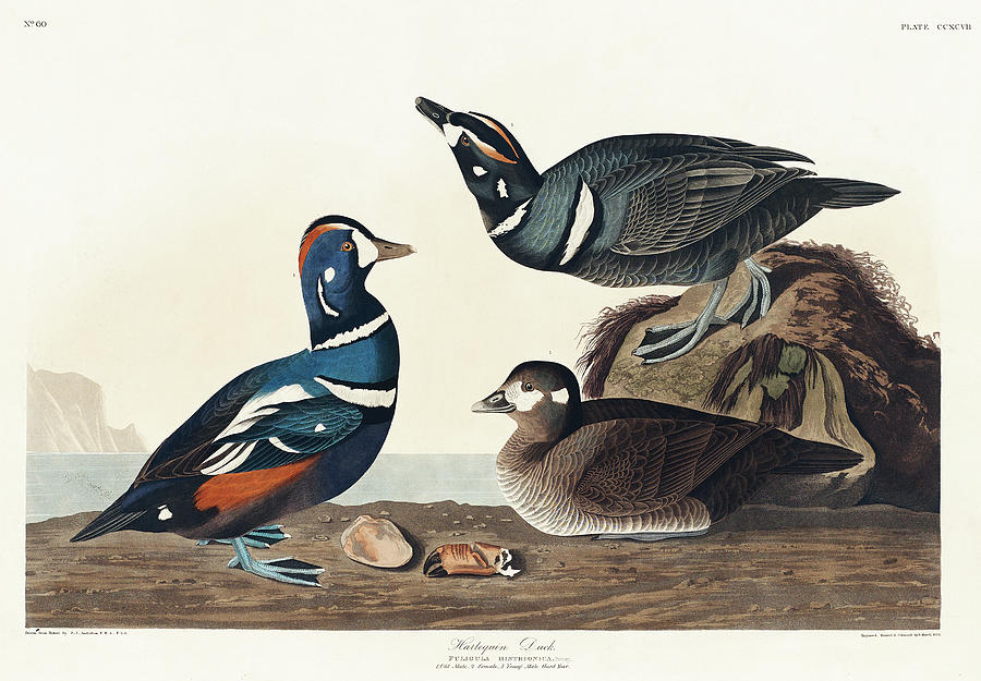 Harlequin Duck. John James Audubon Mixed Media by John James Audubon
