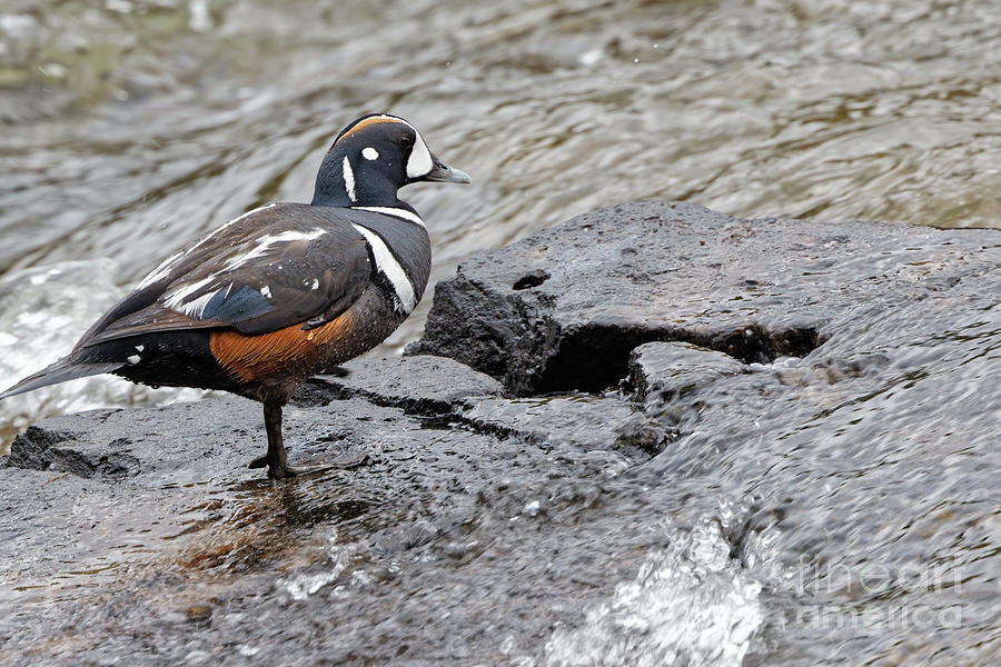 Harlequin Duck Photograph by Natural Focal Point Photography