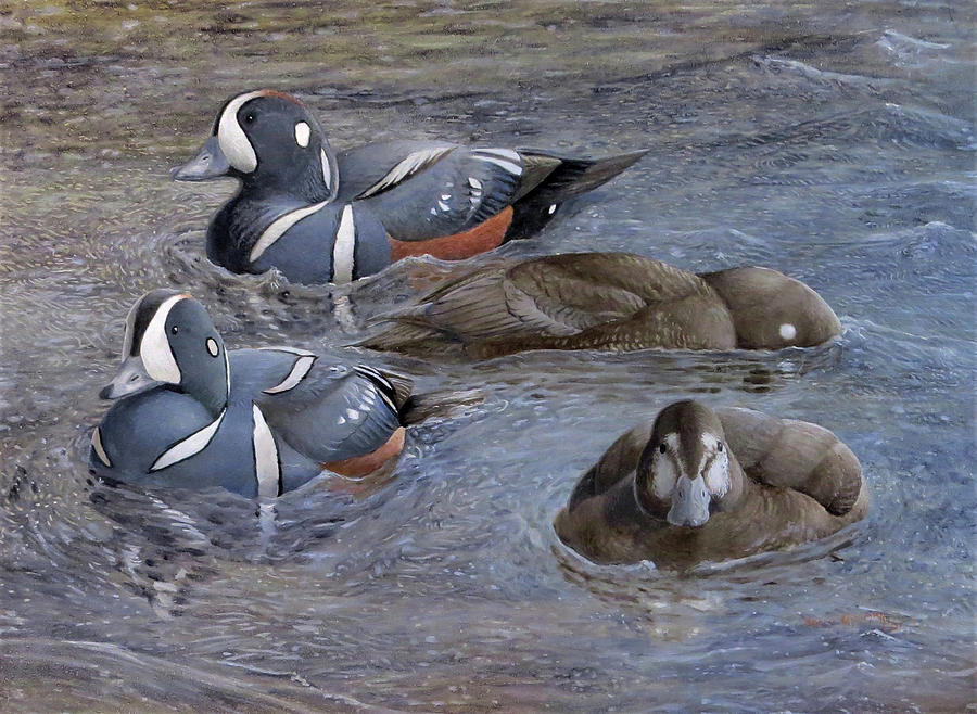 Duck Painting - Harlequin Ducks by Barry Kent MacKay