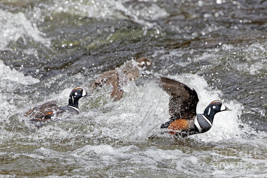 Harlequin Ducks in Flight Photograph by Natural Focal Point Photography