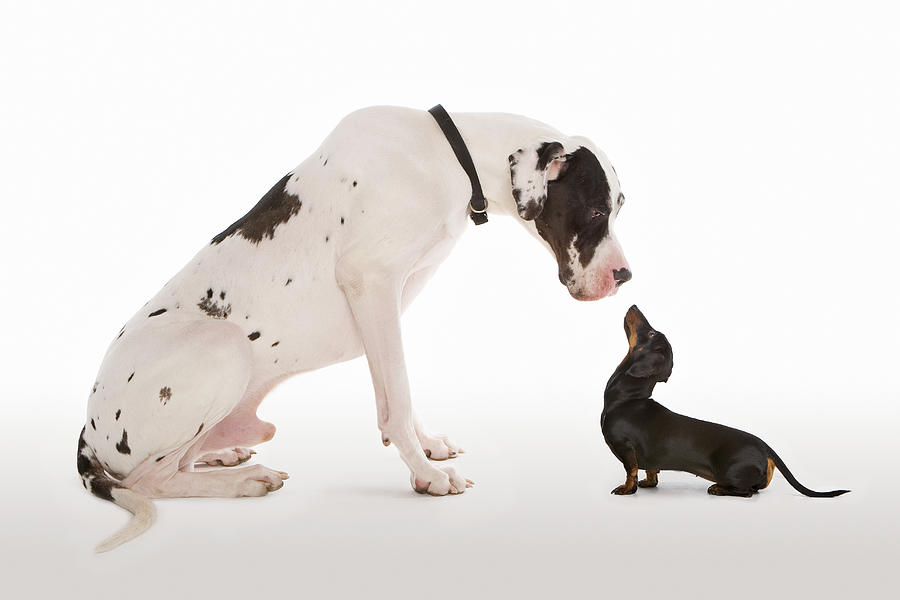 Harlequin Great Dane and Miniature Dachshund sitting face to face in studio Photograph by Tim Platt