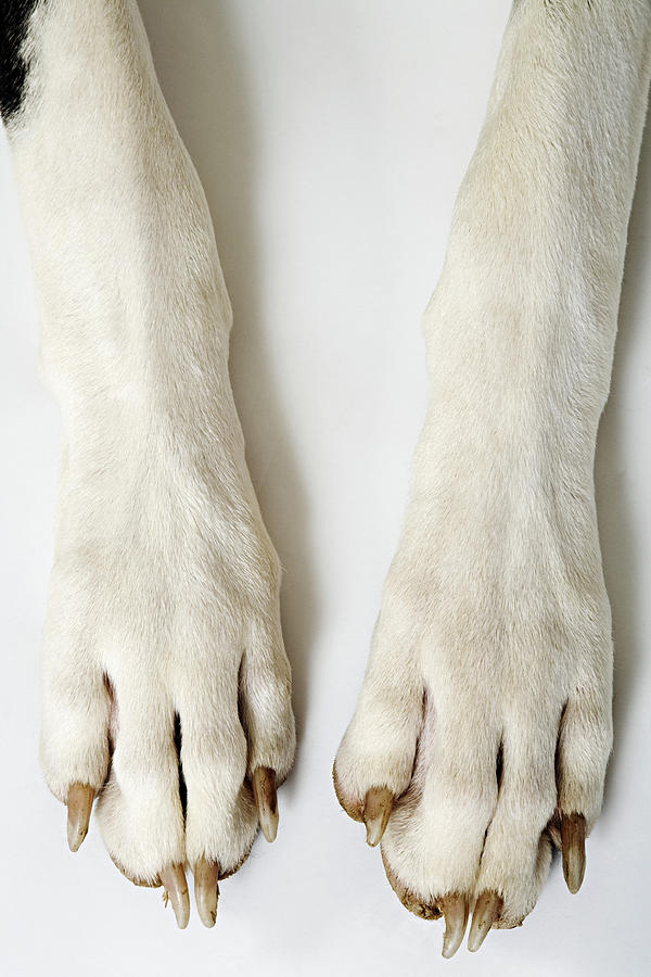 Harlequin Great Dane. Close up of front paws. Studio shot against white background. Owned by Liza Fenton. South Africa. Photograph by Martin Harvey