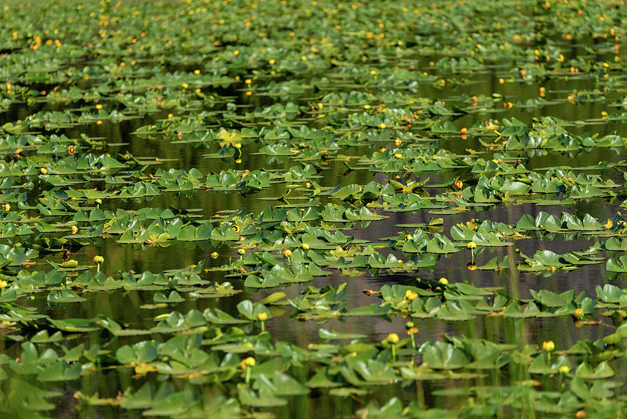 Harlequin Lake Lily Pads Photograph by Tara Krauss