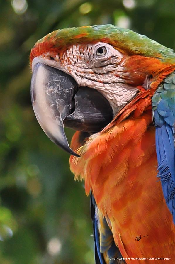 Harlequin Macaw Digital Art by Mark Valentine