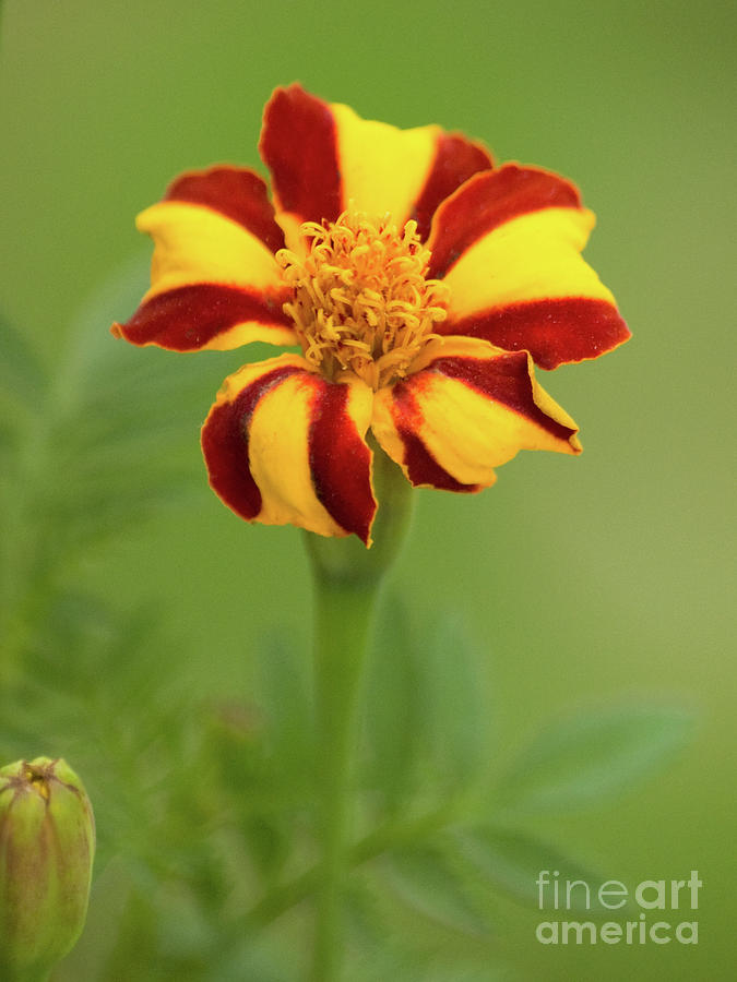 Harlequin Marigold Photograph by Dorothy Lee