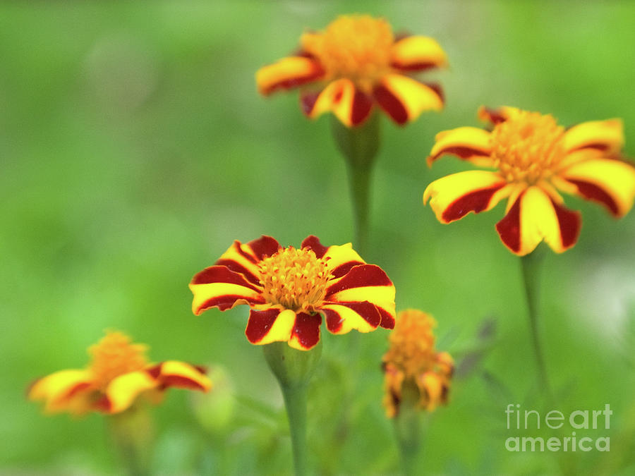 Harlequin Marigolds 2 Photograph by Dorothy Lee