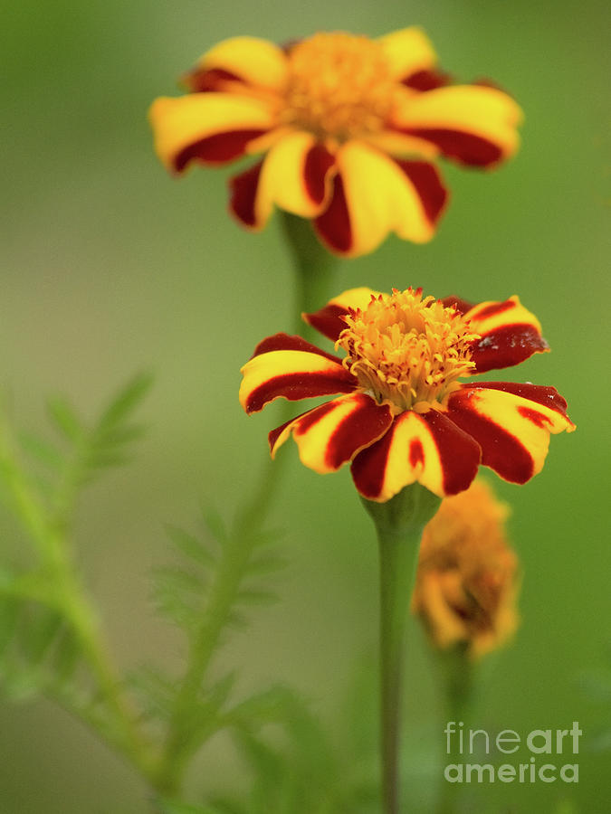 Harlequin Marigolds Photograph by Dorothy Lee