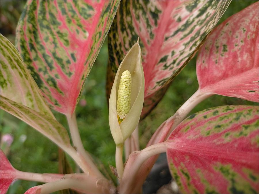 Harlequin Plant Photograph by Menchie Belarmino