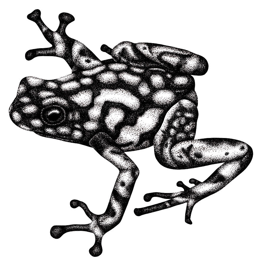 Harlequin poison frog illustration Drawing by Loren Dowding