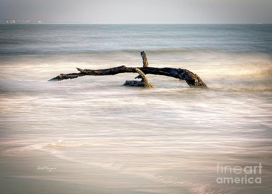 Harmonious Driftwood  Photograph by DB Hayes