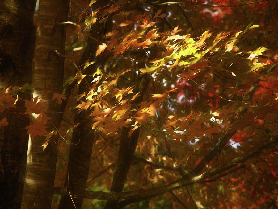 Sun-kissed Leaves of Autumn Photograph by Dodie Ross Sun-kissed Leaves of Autumn Photograph by Dodie Ross